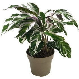 Resim Calathea 'Fusion White' (Dua Çiçeği) Ø12 CM Y30-35 CM 