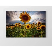 Resim Deniz Çerçeve Ayçiçeği Tarlası Tablosu-Çerçevesiz - 45 x 30 cm 