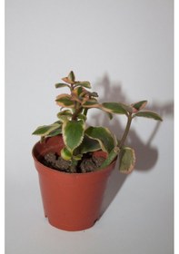 Resim Crassula Sarmentosa Variegata Sarkan Sukulent Tekli 5,5 Cm Saksıda 