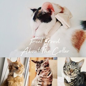 Resim Cat Collar Velvet Cat Collar with Bell 755153 - White Broken Collar / S/M 