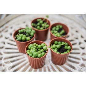 Resim Tespih Çiçeği Senecio Rowleyanus 5 Adet 