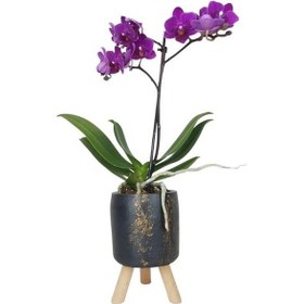 Resim Mini Orkide | Mermer Desenli Saksıda 