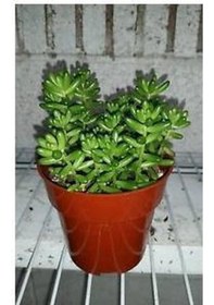 Resim Sedum Rubrotınctum 90 Adet - Teraryum İçin Sukulent Yer Örtücü Bi 
