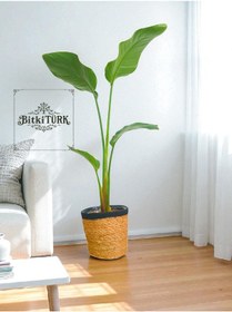 Resim Bitkitürk-starliçe 80/100 Cm Cennet Kuşubofis Salon Ev 