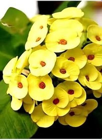 Resim Videolu Sarı Renkli 1 Adet Dev Dikenler Tacı Çiçeği 30-40Cm Saksılı (Euphorbia) 