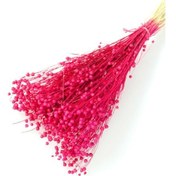 Resim Kuru Çiçek Luna Keten Otu 60 Gr Fuşya 