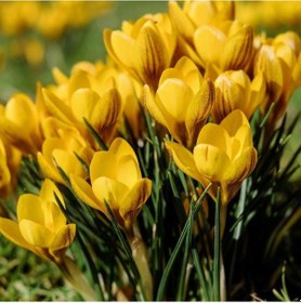 Resim Sarı Renkli Dorothy Yellow Çiğdem Soğanı 5 Adet 