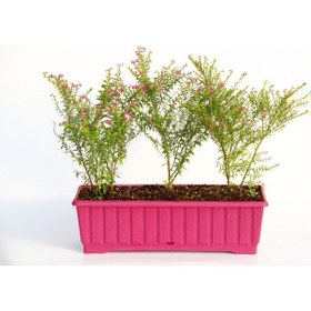 Resim Cennet Çiçeği 2 Adet - Pembe Balkon Saksısında 