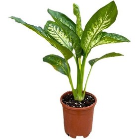 Resim Difenbahya Bitkisi - Dieffenbachia Tropical Snow 30 - 50 Cm 