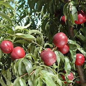 Resim Tüplü Aşılı Verimli Yarıbodur Venüs Nektarin Fidanı 
