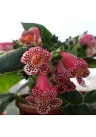 Resim Özel Çeşit Lys Freckles Beauty Kohleria Çiçeği Fidesii Mini Potta 