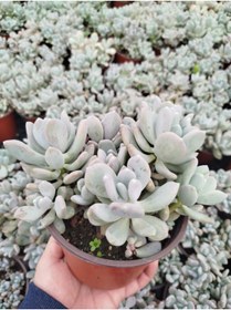 Resim Tunç Botanik PACHYPHYTUM OVİFERUM 3 ADET - BÜYÜK BOY YETİŞKİN SUKULENT 