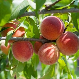 Resim Tüplü Orta Geçci Verimli Yarı Bodur Red Haven Şeftali Fidanı 