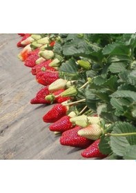 Resim Rüzgarbotanik Albion Çilek Fidesi 30Adet 