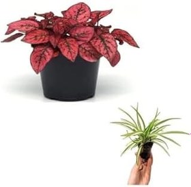 Resim Çok Avantajlı Zarif Kırmızı Yapraklı Hostes Çiçeği Sevgililer Gününe Özel Kurdele Çiçeği Hediyeli 