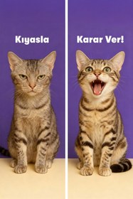 Resim BioFeline Tüy Yumağı ve Sindirim Problemleri Azaltıcı Kediler İçin Malt Macunu 100 g 