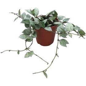 Resim Hoya Krohniana 'Eskimo' (Mum Çiçeği) Ø12 CM Y20-25 CM 