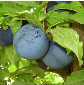 Resim Tüplü Angeleno Anjelika Japon Erik Fidanı 