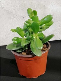 Resim Crassula Para Çiçeği Fidanı 10-20 Cm 