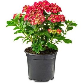 Resim Kırmızı Ortanca Çiçeği 1 Adet Saksılı+ Yaprak Güzeli Çiçeği Li Bahçe Seti 