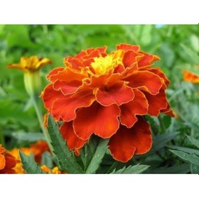 Resim Kabristan Mezarlık İçin 9 Lu Bitki Fidan Çiçek Seti 