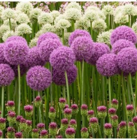 Resim Allium Çiçeği Tohumu Mor Renk 5 Adet Tohum 