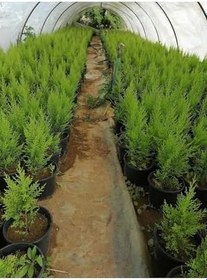 Resim Videolu Limon Kokulu Limon Selvi Fidanı (30 40 Cm)15 Adet Tüplü Dış Mekan Ağaç Cupressus Macrocarpa 