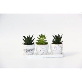 Resim TRİO BEYAZ SUKULENT SETİ - Haworthia, Gasteria Obliqua 