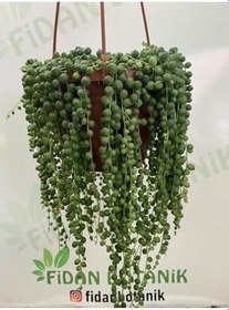 Resim Tesbih Çiçeği, 773410391391 