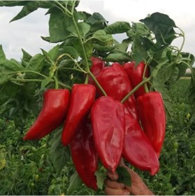 Resim Ata Tohumu Salçalık Közlemelik Kızartmalık Tatlı Kırmızı Kapya Biberi Tohumu 70 Tohum 