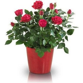 Resim Yediveren Saksılı Kırmızı Gül 20-30 Cm 40 Adet 