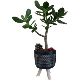 Resim Sukulent Crassula Ovata | Ayaklı Siyah Saksıda 