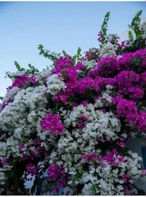 Resim Videolu Çift Renk Pembe Beyaz Begonvil Çiçeği Fidanı 1 Adet (30 60 Cm) Saksılı Begonia 