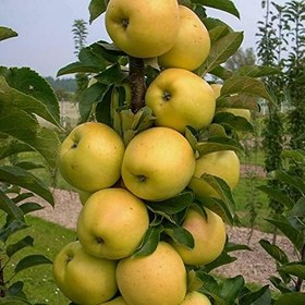 Resim E-fidancim Tüplü Yarıbodur Golden Elma Fidanı 