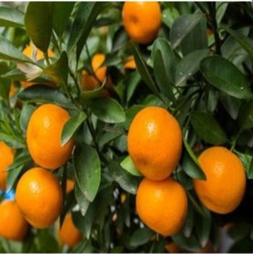 Resim Tüplü Soğuklara Dayanıklı Satsuma Rize Mandalinası Fidanı 