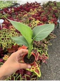 Resim Mini Saksıda Starliçe Cennet Kuşu Çiçeği Strelitzia Nicolai 