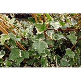 Resim Hedera Orman Sarmaşığı 5 Adet - Alacalı Sarılıcı Bitki 