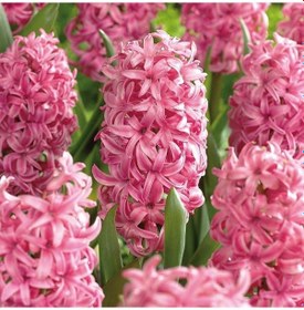 Resim Hyacinthus Pink Surprise Sümbül Soğanı 3 Adet 