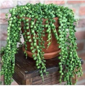 Resim 13 Litre Tesbih Çiçeği Ekim Ve Bakım Torfu 