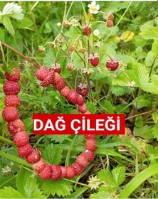 Resim Karadeniz Yabani Dağ Çileği Fidesi Saksıda 1 Adet 10-20 CM 