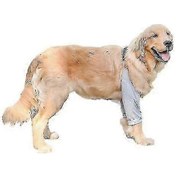 Resim Orta Ve Büyük Köpekler İçin Aşınmaya Karşı Dayanıklı Köpek Dirsek Koruyucu Dizlik Eklem Koruması 3xl Gri 