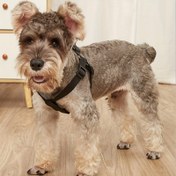Resim Kaçışsız Evcil Hayvan Koşum Takımı Ayarlanabilir Göğüs ve Sırt Askıları ile - Rahat ve Güvenli Köpek Yeleği 
