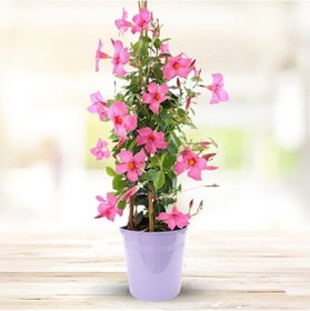 Resim Mandevilla Sarmaşığı - Pembe 80-100cm 