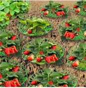 Resim Cloud011 10 Adet Yeşil Pvc Çilek Dikim Desteği 3 Ayaklı Paslanmaz Bitki Kafesi 