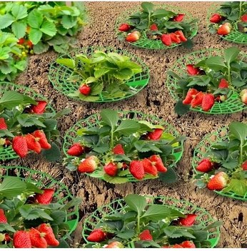 Elmpaly Ayarlanabilir Spiral Bitki Desteği 53,6" Paslı Yeşil Çelik Kafes