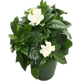 Resim Yogun Kokulu Gardenya Çiçeği Sevgililer Gününe Özel Kurdele Çiçeği 