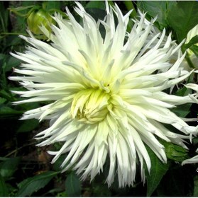 Resim Big White Lace Dahlia Yıldız Çiçeği Soğanı Yumrusu 1 Adet 