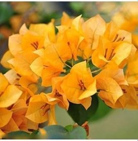 Resim Videolu Sarı Begonvil Çiçeği Fidanı 50 Cm Saksılı/Tüplü Dış Mekan Sarmaşık Bitkileri Yellow Begonia 