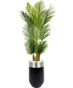 Resim Areka Palmiyesi 160cm Siyah Gümüş Metal Darbuka Saksıda 