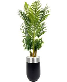 Resim Areka Palmiyesi 160cm Siyah Gümüş Metal Darbuka Saksıda 